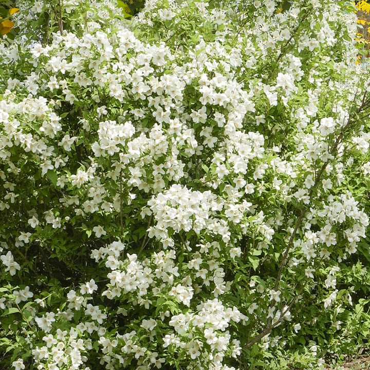 Pfeifenstrauch 'Virginal' - Philadelphus virginal - Willemse
