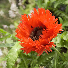 Orientalischer Mohn 'Türkenlouis' - Papaver orientale türkenlouis - Willemse