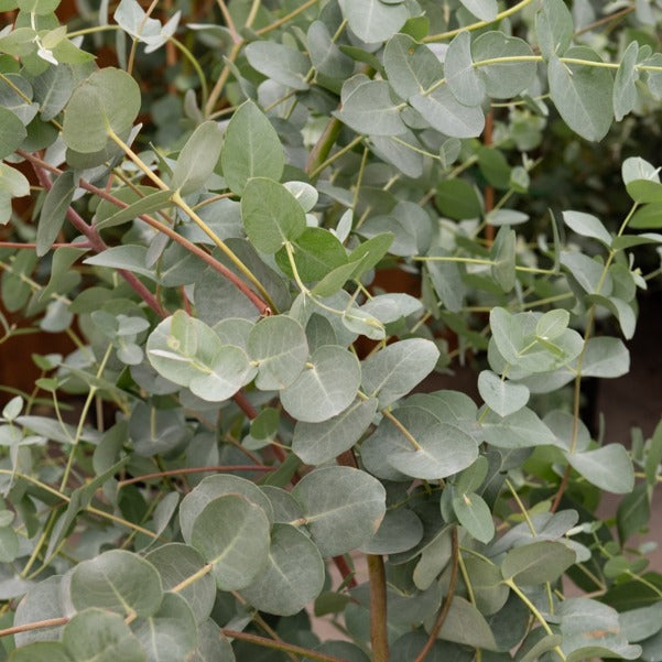 Eukalyptus - Eucalyptus gunnii Silverana - Bäume