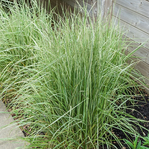 Gestreiftes Reitgras 'Overdam - Calamagrostis acutiflora overdam