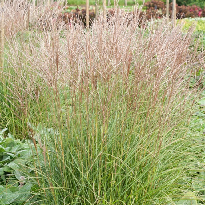 Chinaschilf 'Yaku-Jima' - Miscanthus sinensis yaku jima  (yaku dwarf - Chinaschilf - Miscanthus