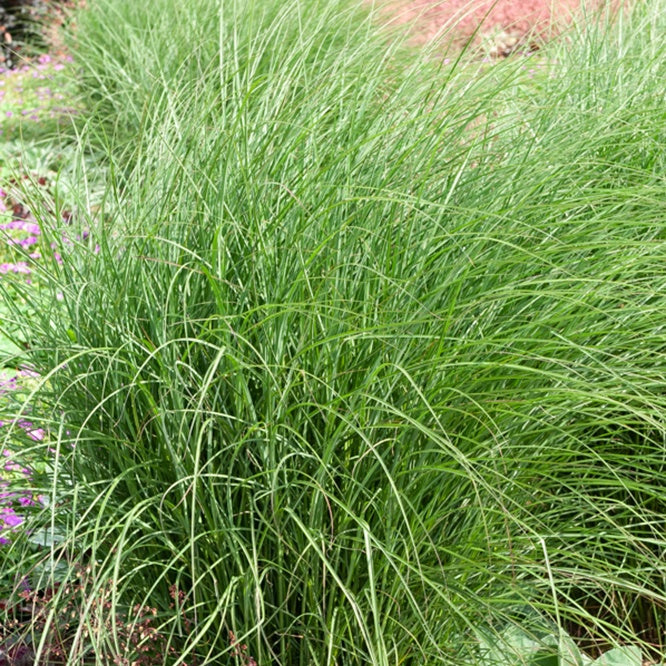 Chinaschilf 'Yaku-Jima' - Miscanthus sinensis yaku jima  (yaku dwarf