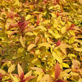 Verkauf Spierstrauch 'Goldflame' - Spiraea japonica goldflame