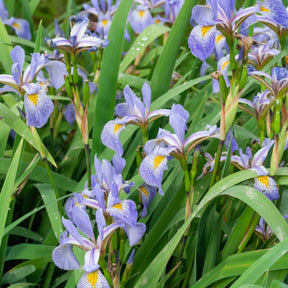 Blaue Sumpfschwertlilie - Willemse