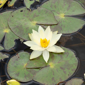 Zwergseerose Helvola - Willemse
