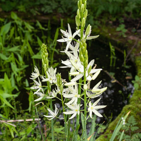 Prärielilie (x3) - Camassia 'leichtlinii'