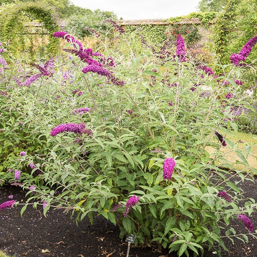Schmetterlingsstrauch ‘Royal Red’ - Buddleja davidii Royal Red - Willemse