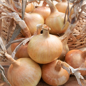 Zwiebel 'Rijnsburger 5' - Allium cepa rijnsburger 5 - Gemüsesaat