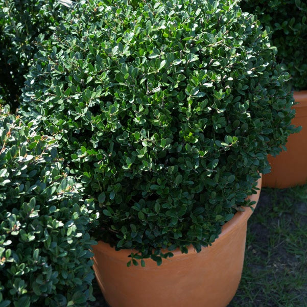 Japanische Stechpalme 'Dark Green'® - Ilex crenata Dark Green - Willemse