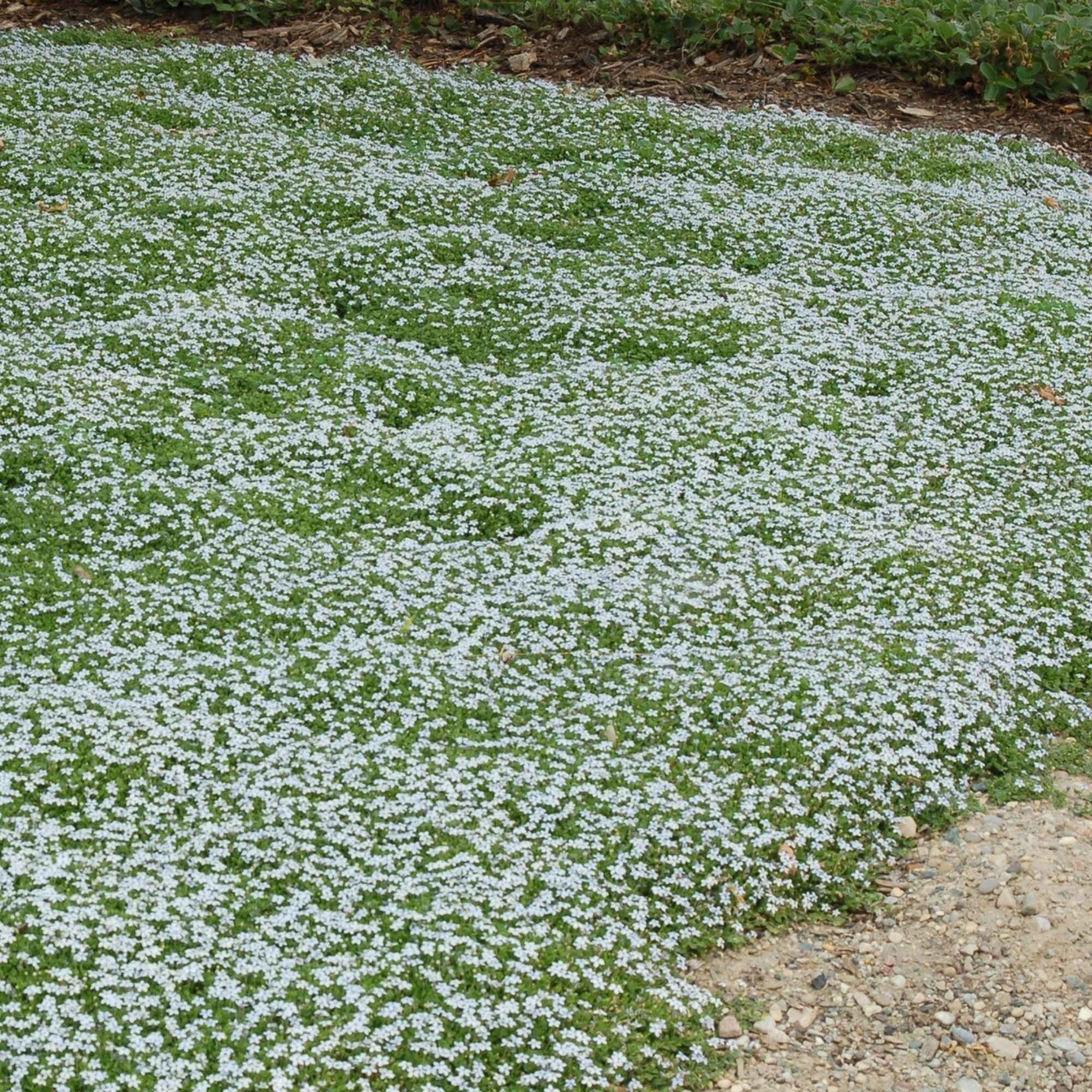 Blauer Bubikopf (x3) - Isotoma fluviatilis - Willemse