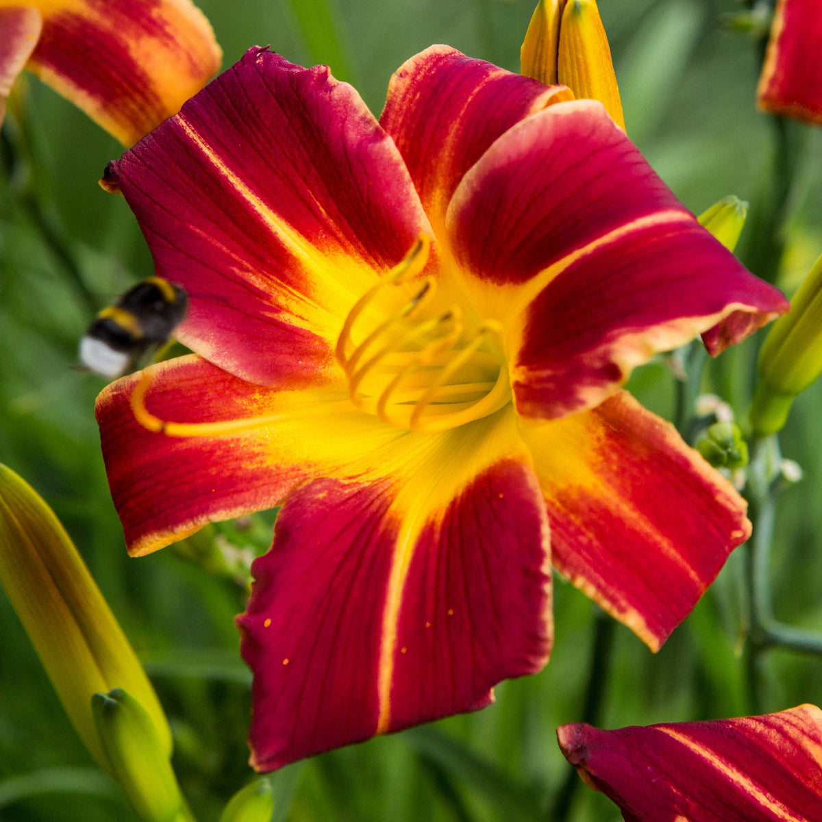 Taglilien 'Everydaylily Red Ribs' (x3) - Hemerocallis 'everydaylily red ribs' - Willemse