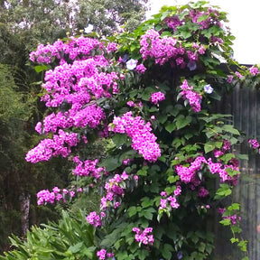 Bougainvillea ‘Violet de Meze’ - Willemse