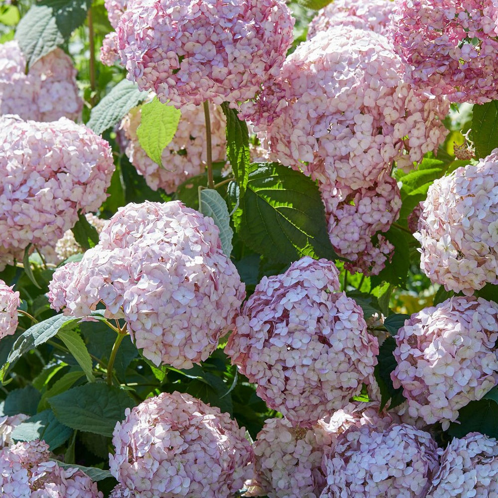 Hortensie ‘Candybelle Bubblegum’® - Willemse