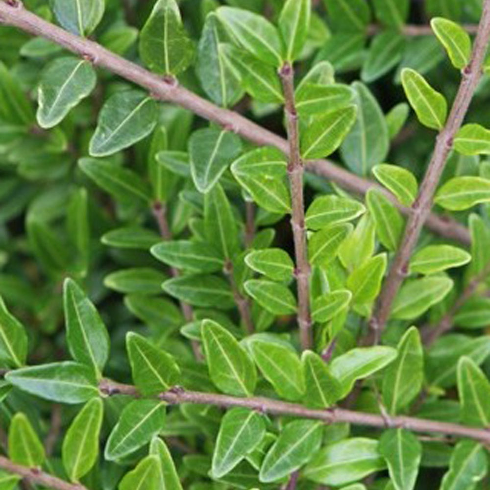 Verkauf Böschungsmyrte Moss Green - Lonicera pileata 'moss green'