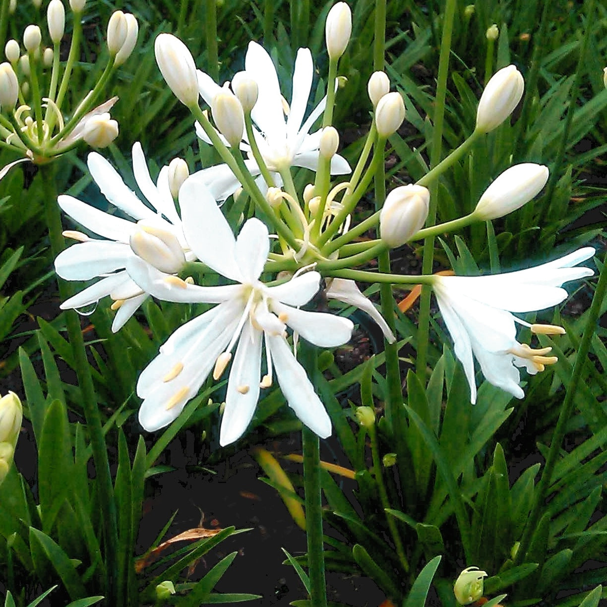 Agapanthus ‘Petit Eskimo’ - Willemse