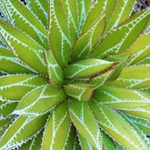 Agave ‘Impressive’ - Willemse