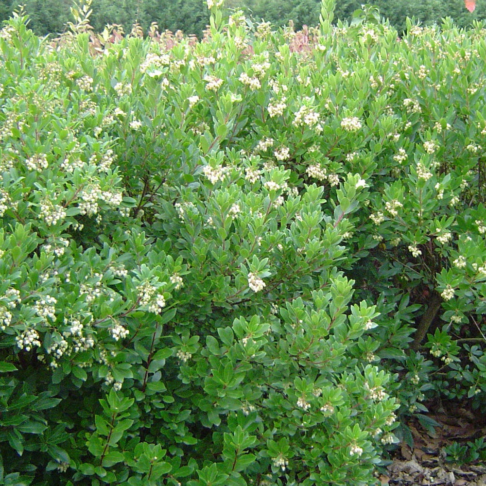 Erdbeerbaum ‘Compacta’ - Willemse