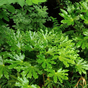 Zimmeraralie - Fatsia japonica