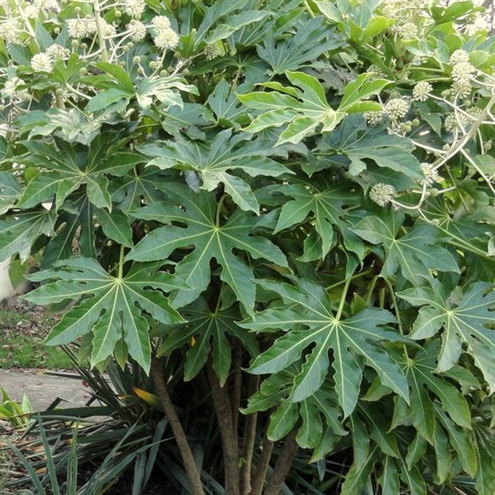 Zimmeraralie - Fatsia japonica