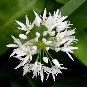 Knoblauchzwiebeln - Bärlauch - Allium ursinum
