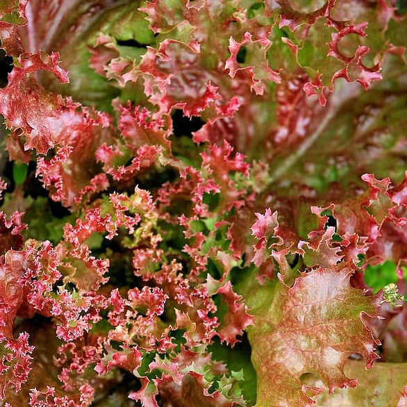 Schnittsalat Lollo Rossa BIO - Lactuca lollo rossa - Willemse