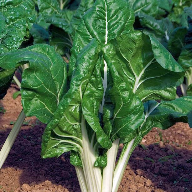 Mangold grün mit weißen Rippen Bio - Beta vulgaris cicla carde blanche 3 - Willemse