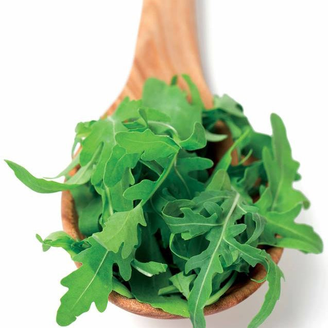 Biologisch angebaute Rucola - Eruca sativa - Willemse