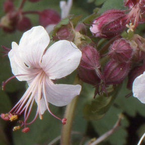 Garten-Storchschnabel Spessart - Geranium  macrorrhizum Spessart - Willemse