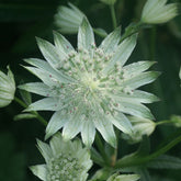 Große Sterndolde Alba - Willemse