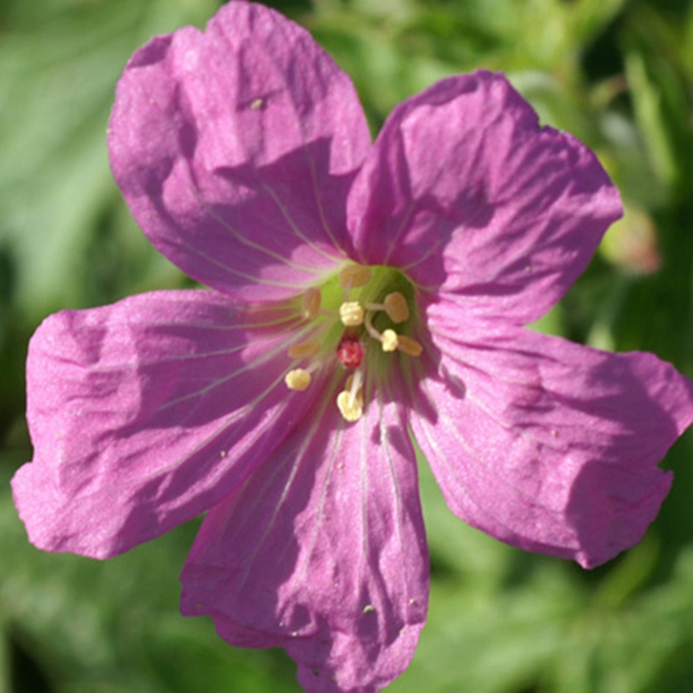 Storchschnabel Rosenlicht - Willemse
