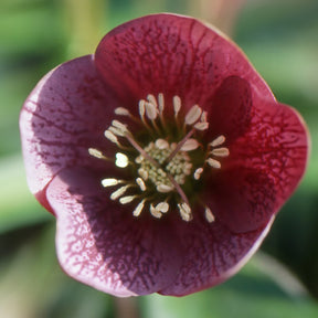 Lenzrose ‘Red Hybrids’ - Helleborus orientalis red hybrids - Willemse