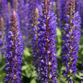 Waldsalbei Blue Bouquetta - Willemse