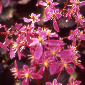 Saxifrage ‘Black Ruby’ - Willemse