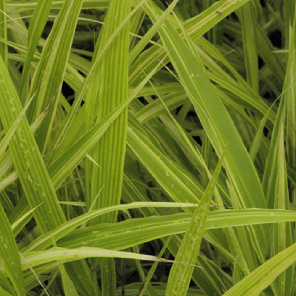 Japangras Albovariegata - Willemse