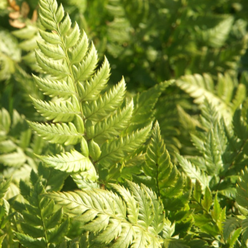Steifer Schildfarn - Polystichum rigens - Willemse