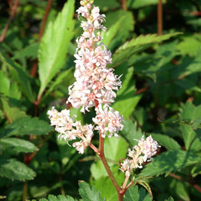 Japanische Prachtspiere Peach Blossom - Willemse