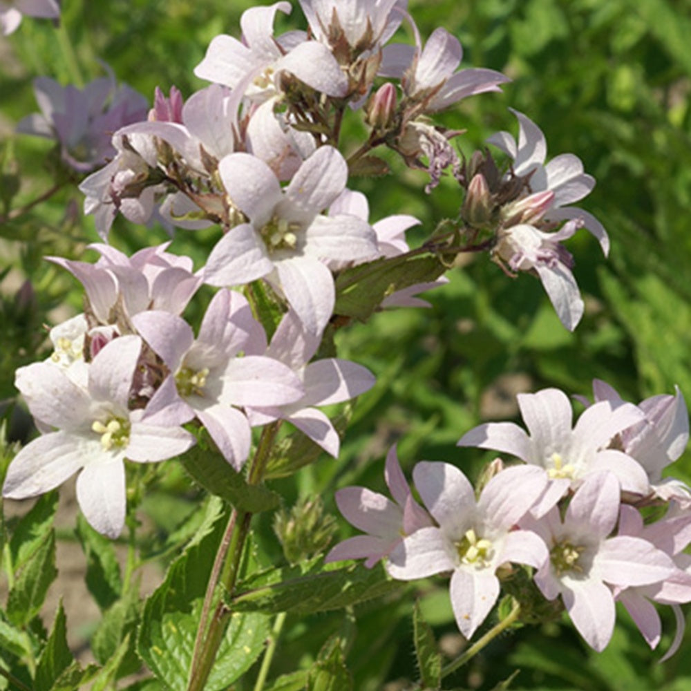 Dolden-Glockenblume Loddon Anna - Campanula lactiflora loddon anna - Willemse