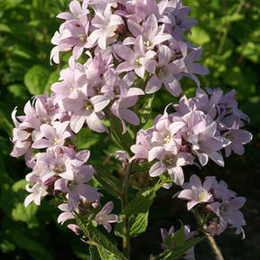 Dolden-Glockenblume Loddon Anna - Willemse