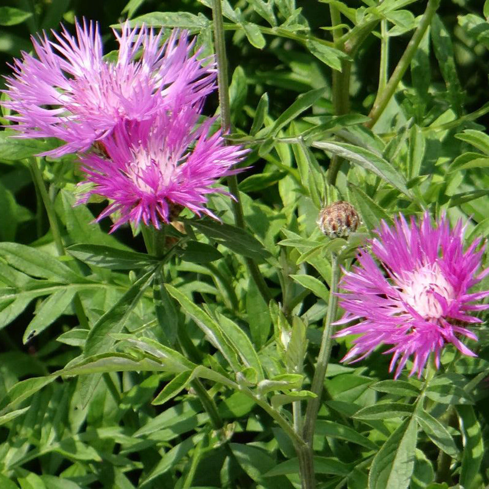 Flockenblume - Willemse