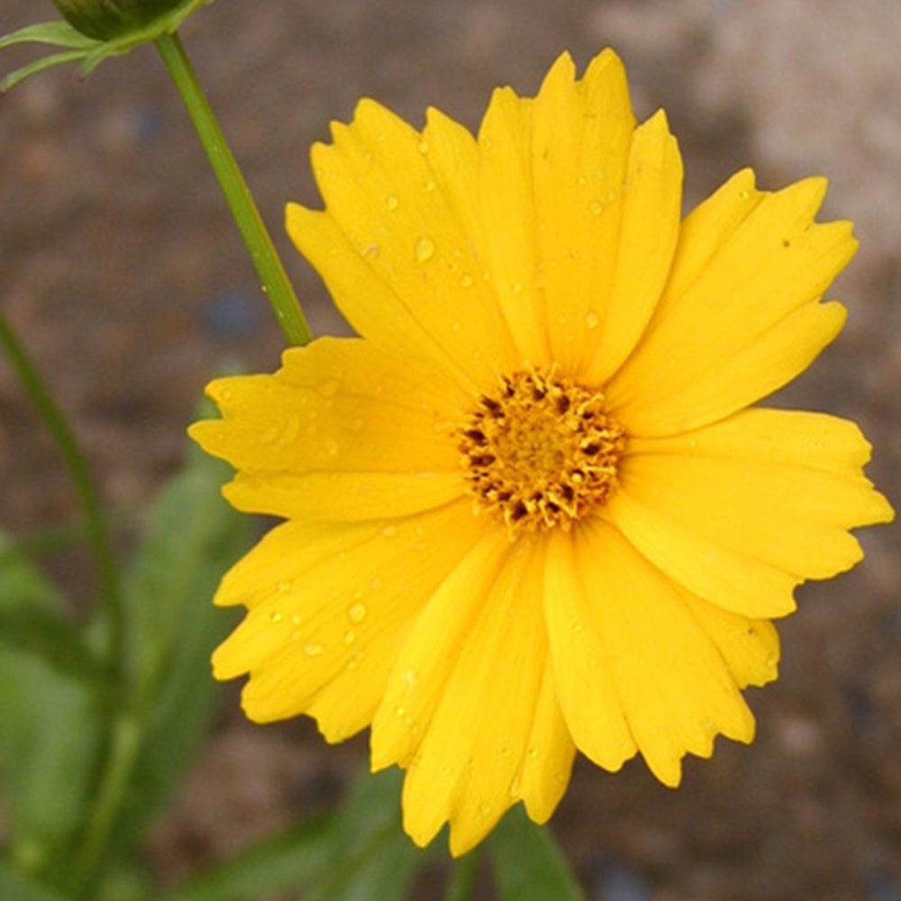 Mädchenauge ‘Etoile d'Or’ - Coreopsis grandiflora etoile dor - Willemse
