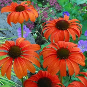 Sonnenhut Tangerine Dream ® - Willemse
