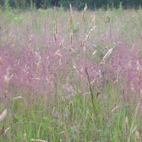 Liebesgras - Willemse