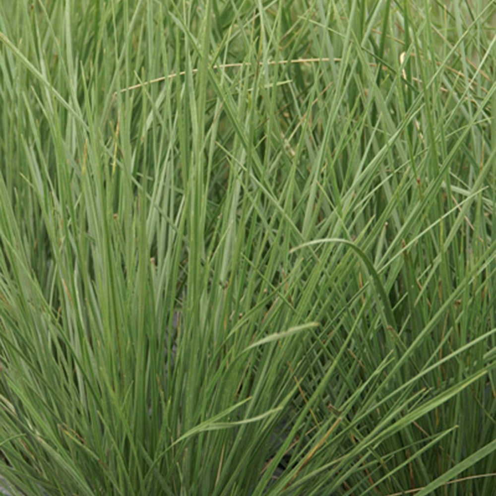 Atlas-Schwingel - Festuca mairei - Willemse