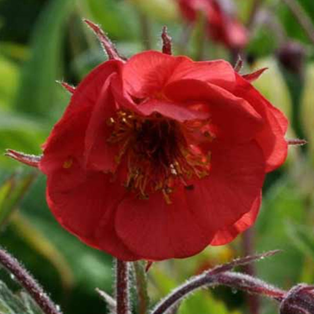 Nelkenwurz Flames of Passion - Willemse