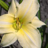 Taglilie  Iron Gate Glacier - Hemerocallis iron gate glacier - Willemse