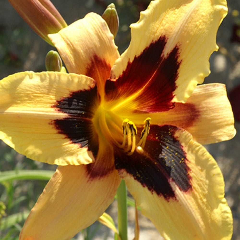 Taglilie Wild Horses - Hemerocallis wild horses - Willemse
