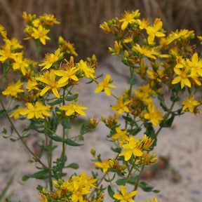 Echtes Johanniskraut - Hypericum perforatum - Willemse