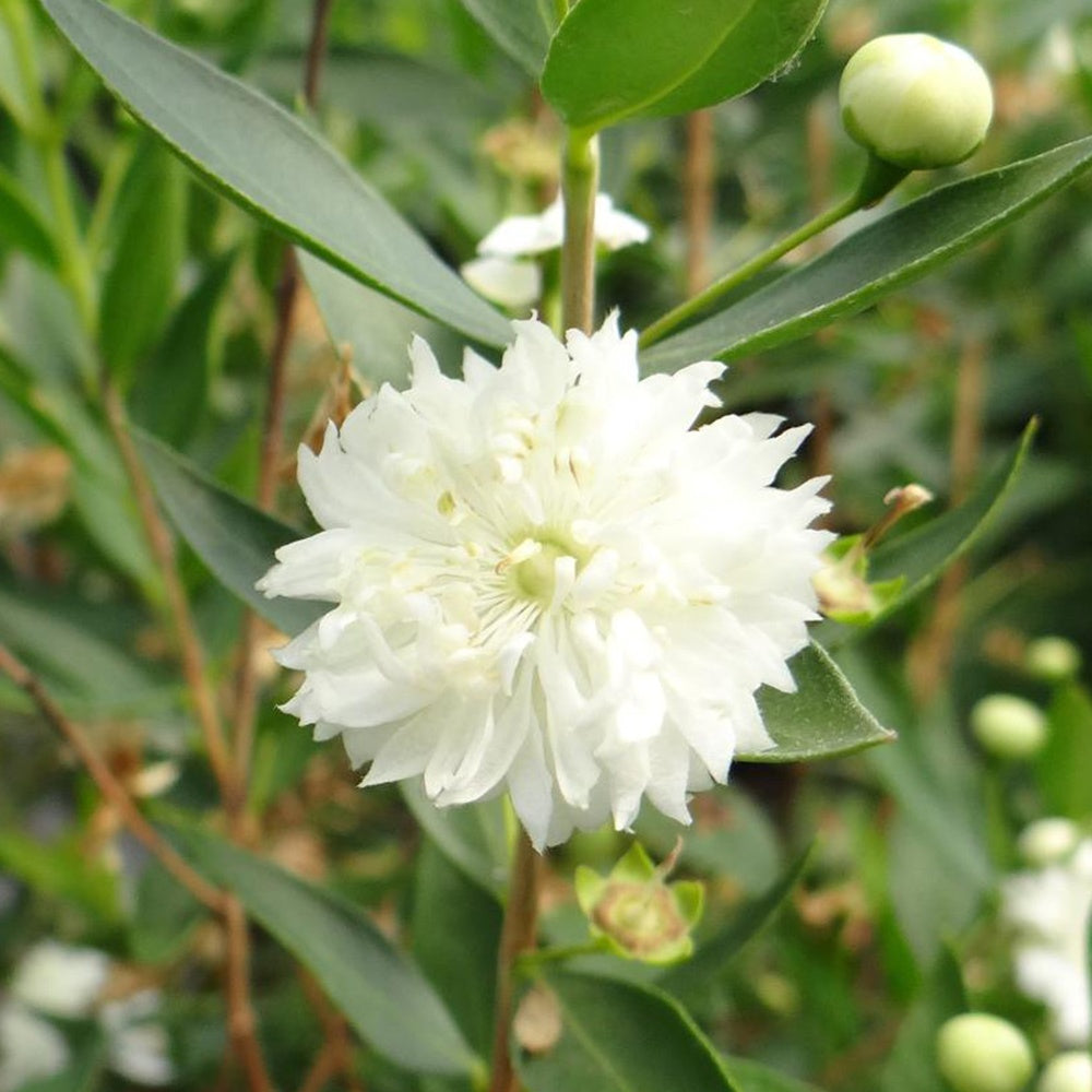 Echte Myrte 'Flore Pleno' - Willemse