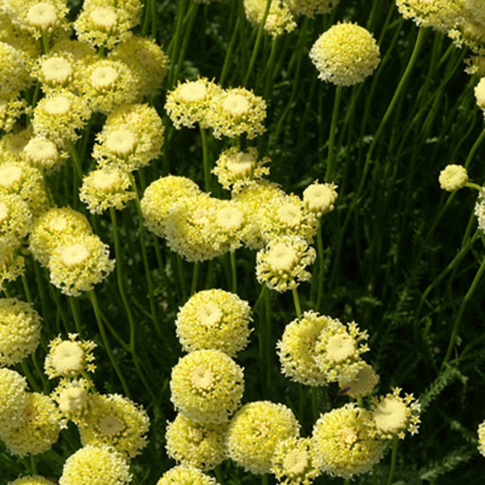 Heiligenkraut ‘Lindavica’ - Santolina chamaecyparissus lindavica - Willemse