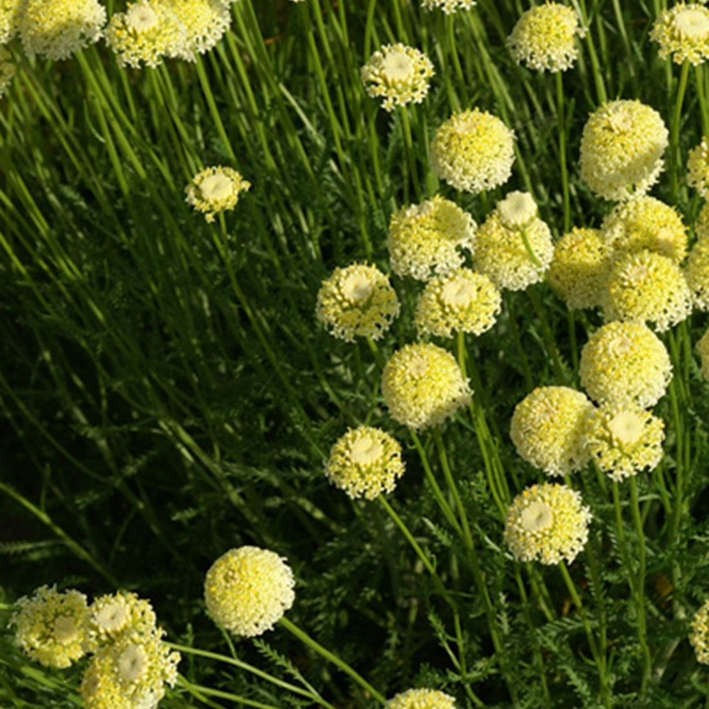 Heiligenkraut ‘Lindavica’ - Willemse